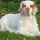 Clumber spaniel: what does it look like and how to care for it?