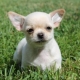 List of nicknames for chihuahua boys