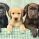List of nicknames for girl labrador