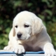 List of nicknames for labrador boy