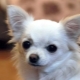 List of popular nicknames for the Chihuahua