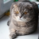 List of funny and beautiful names for Scottish cat