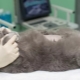 Sterilization and neutering of British cats and cats