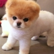 Pomeranian haircut for a bear cub: preparation and step-by-step scheme