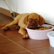 Dry food for puppies: features, selection and feeding rules
