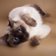 Thai cats: description of the breed, color options and features of the content