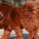 Tibetan Mastiff: characteristics of the breed, secrets of education and care