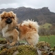 Tibetan spaniel: breed description and content