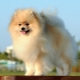 The subtleties of keeping a Spitz at home