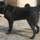 Tuvan shepherd dogs: description of the breed and peculiarities of keeping dogs