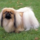 Pekingese care: diet, walking, hygiene procedures