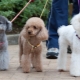 Poodle grooming