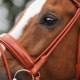 Horse bridles: types and subtleties of choice