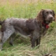 Wachtelhund: features of the breed and conditions for keeping dogs