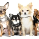 Chihuahua color variations