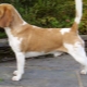 Beagle color variations