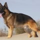 German shepherd color options