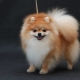 Spitz color options