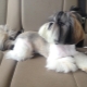 Shih Tzu haircut options