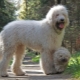 Hungarian shepherd dog: description and content
