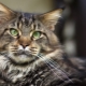 Maine Coon weight by month