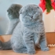 Scottish kitten weight by month