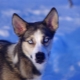 Types of mestizo husky