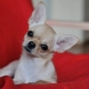 Types of color, maintenance and training of smooth-haired Chihuahuas