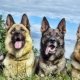Types of shepherd colors