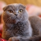 Fold gray cats