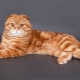 The appearance, character and content of red Scottish cats