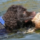 Water spaniel: characteristics, types and subtleties of the content