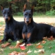 Raising and training a Doberman