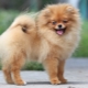 Education and training of a spitz