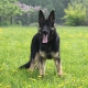 East European Shepherd Dog: breed characteristics and content
