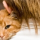 The age of cats by human standards