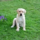 Everything you need to know about a Labrador at 3 months of age