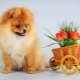 Everything you need to know about red Spitz