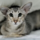 Everything you need to know about oriental cats and cats