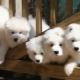 All About White Akita Inu