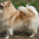 All about the big spitz