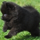 All about the black spitz