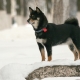 All About Black Shiba Inu