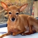 All About Chihuahua Type Deer