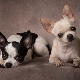 All About the Cobby Chihuahua