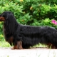 All About Longhaired Dachshunds
