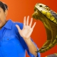 All about herpetophobia