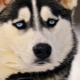 All about husky eyes
