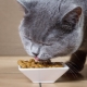 All about food for improving the hair of cats and cats