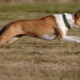 All about the shorthaired collie